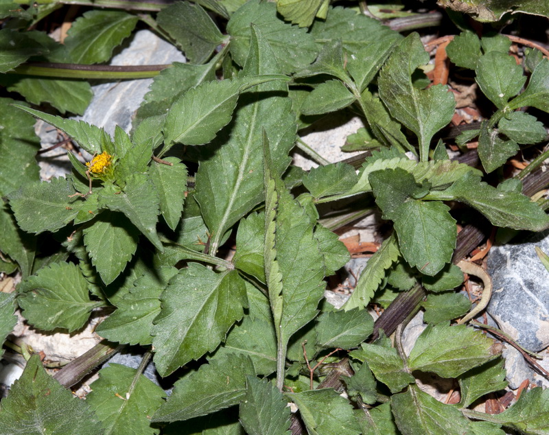 Bidens pilosa.04