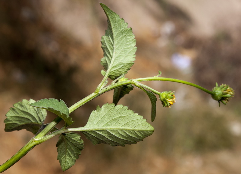 Bidens pilosa.05