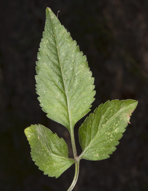 Bidens pilosa.07