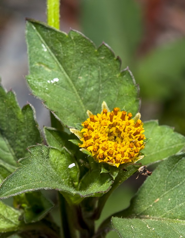 Bidens pilosa.14