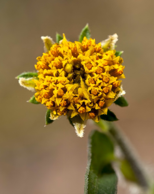 Bidens pilosa.15