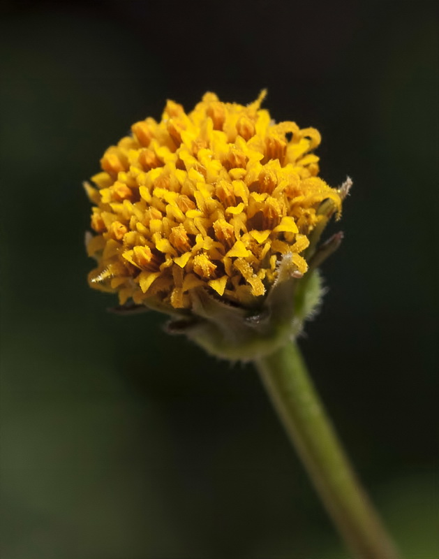 Bidens pilosa.17