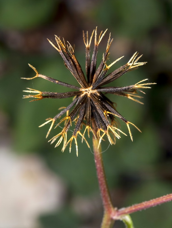 Bidens pilosa.21