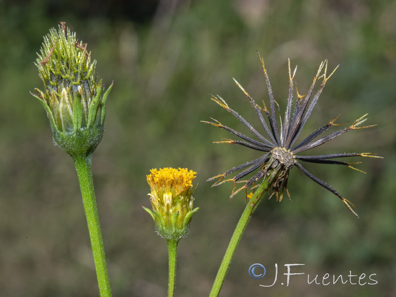 Bidens pilosa.24