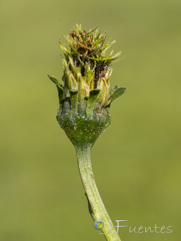 Bidens pilosa.25