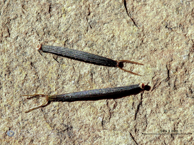 Bidens pilosa.26