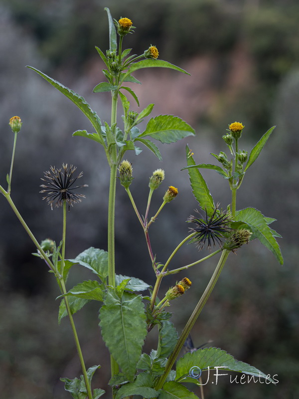 Bidens pilosa.11