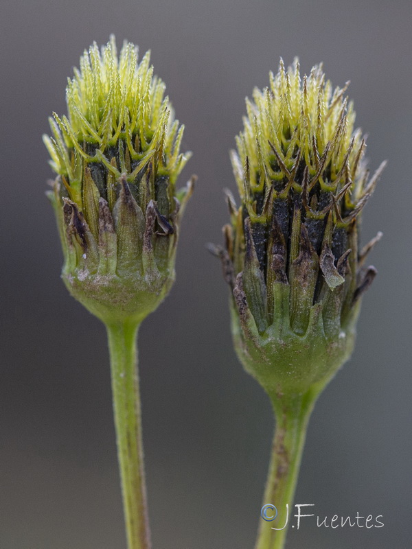 Bidens pilosa.28