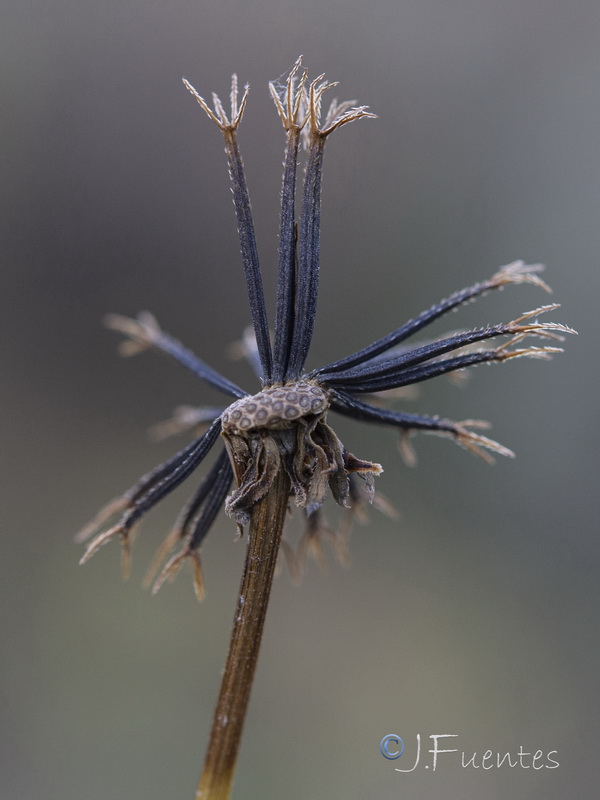 Bidens pilosa.32