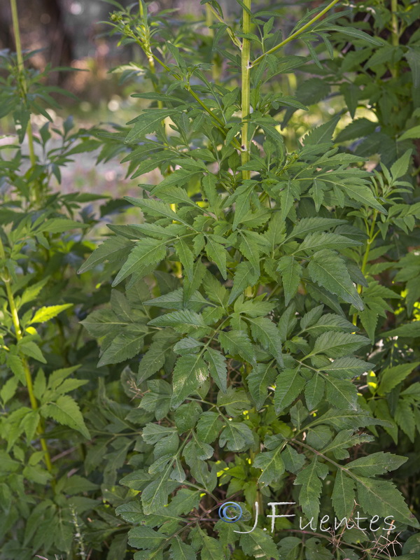 Bidens subalternans.01