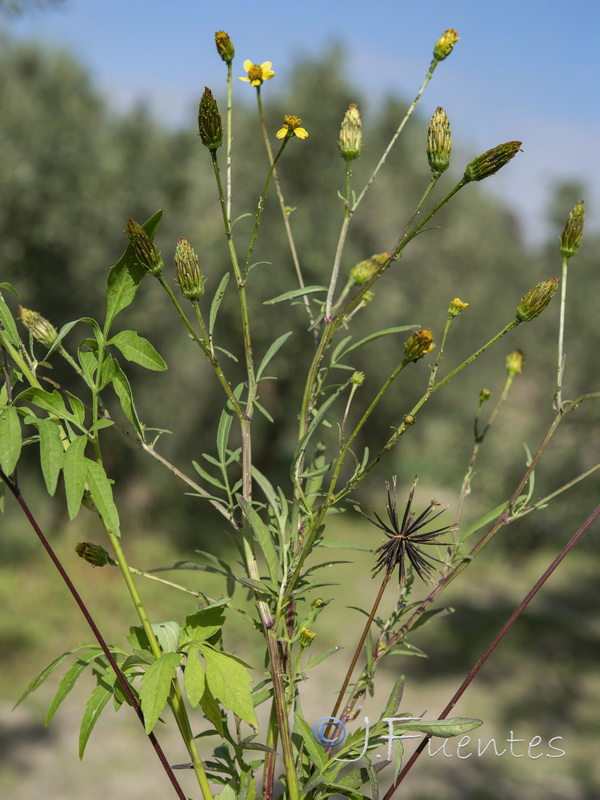 Bidens subalternans.03