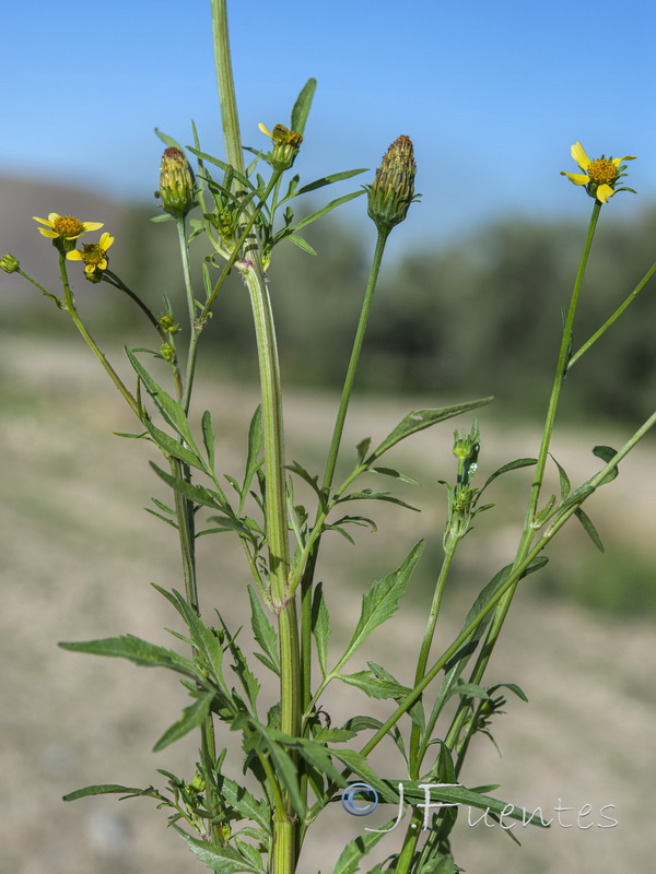 Bidens subalternans.04