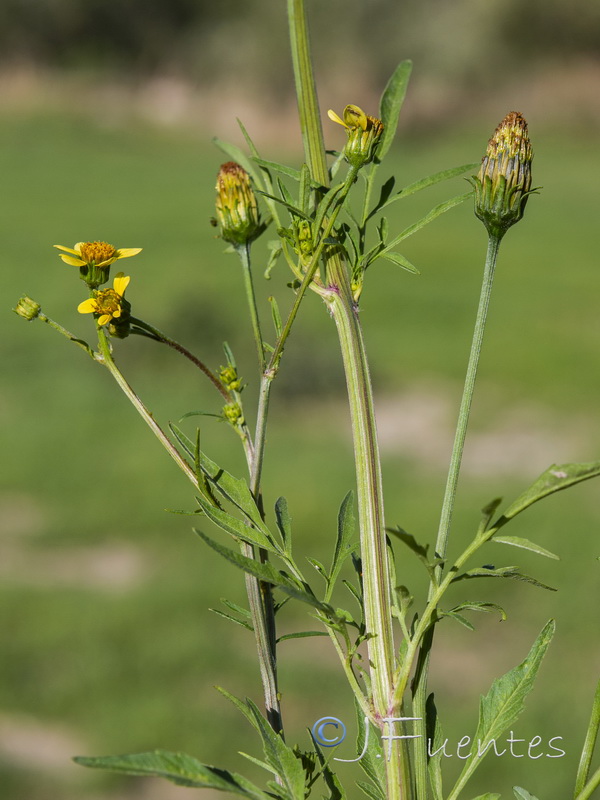 Bidens subalternans.05