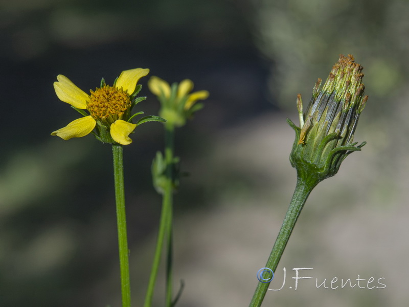 Bidens subalternans.06