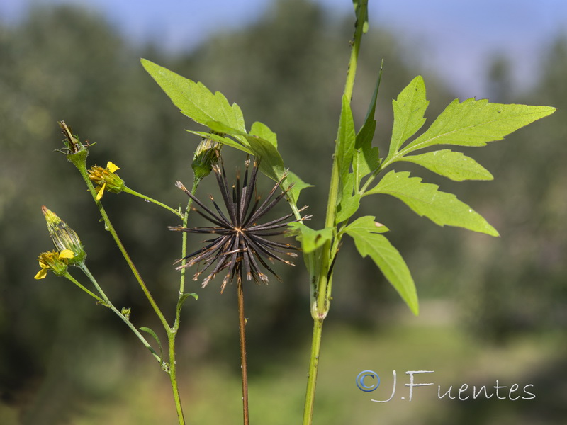 Bidens subalternans.07