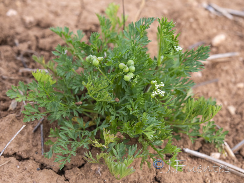 Bifora testiculata.02