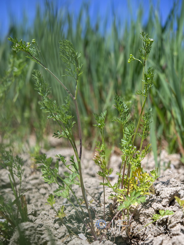Bifora testiculata.04
