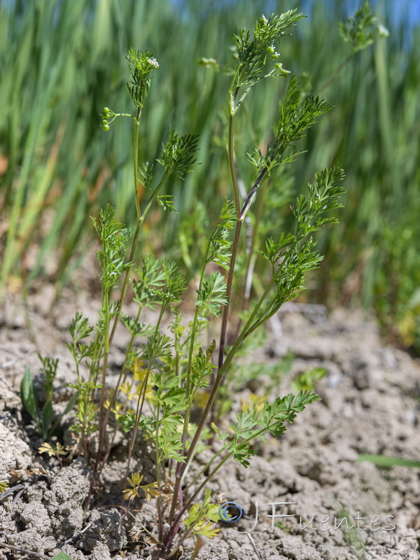 Bifora testiculata.05