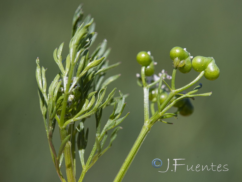 Bifora testiculata.06