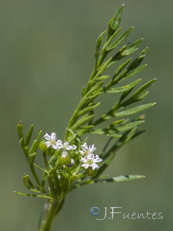 Bifora testiculata.08