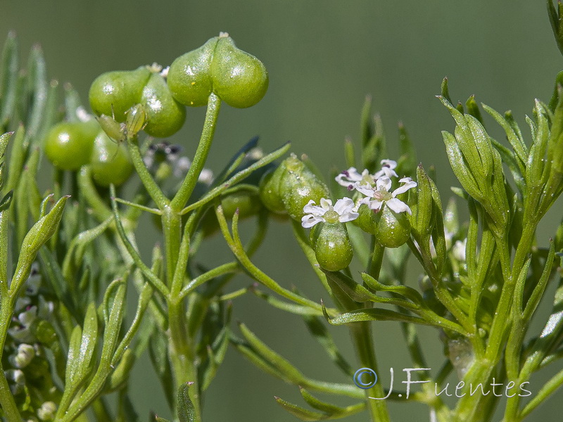 Bifora testiculata.11