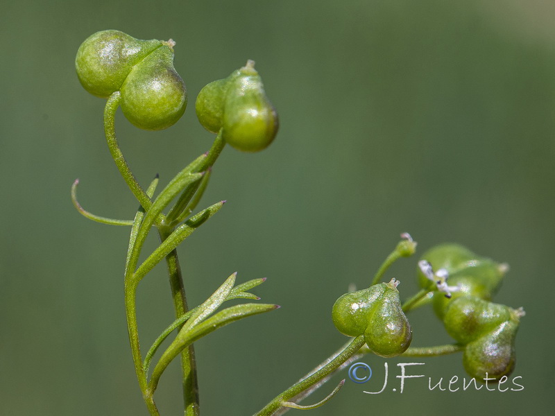 Bifora testiculata.12