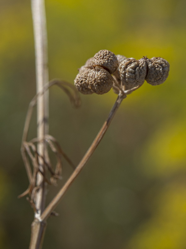Bifora testiculata.18