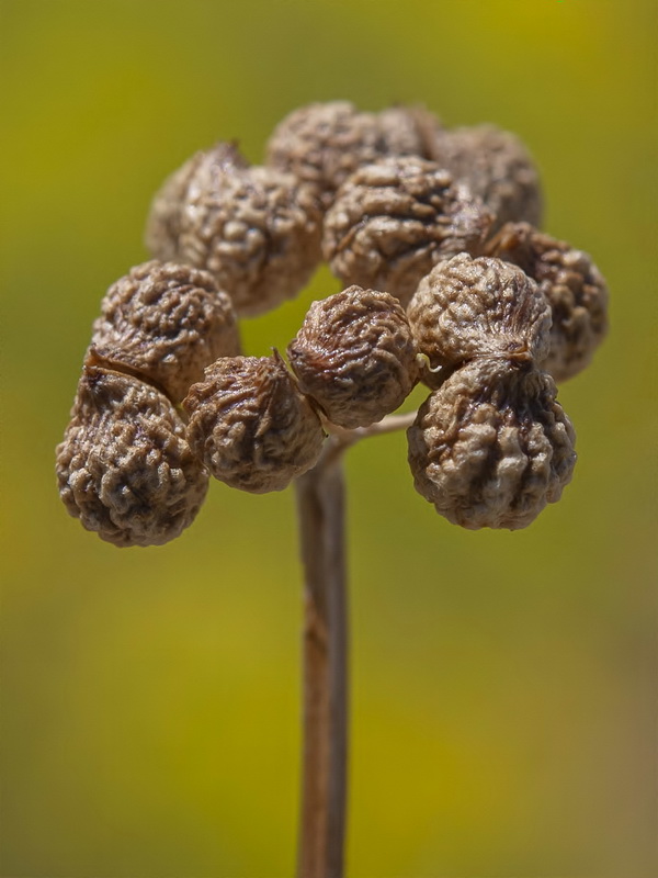 Bifora testiculata.19