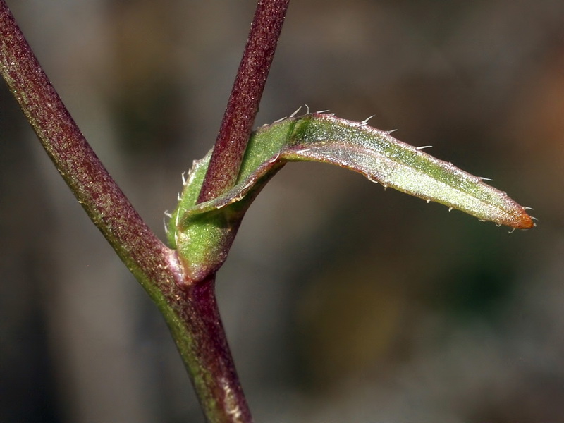 Biscutella auriculata.04