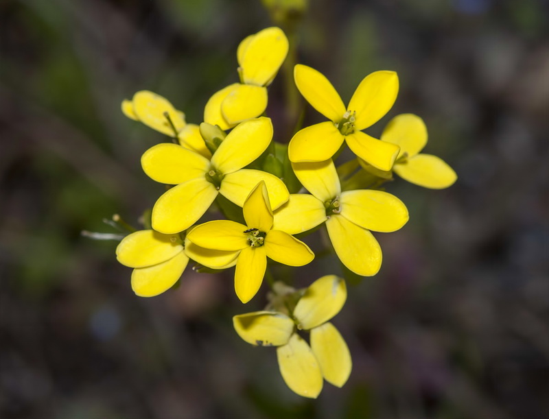 Biscutella auriculata.09