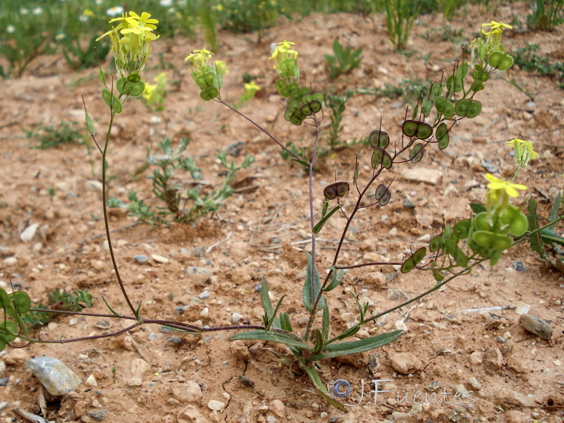Biscutella auriculata.22