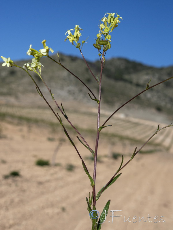 Biscutella auriculata.29