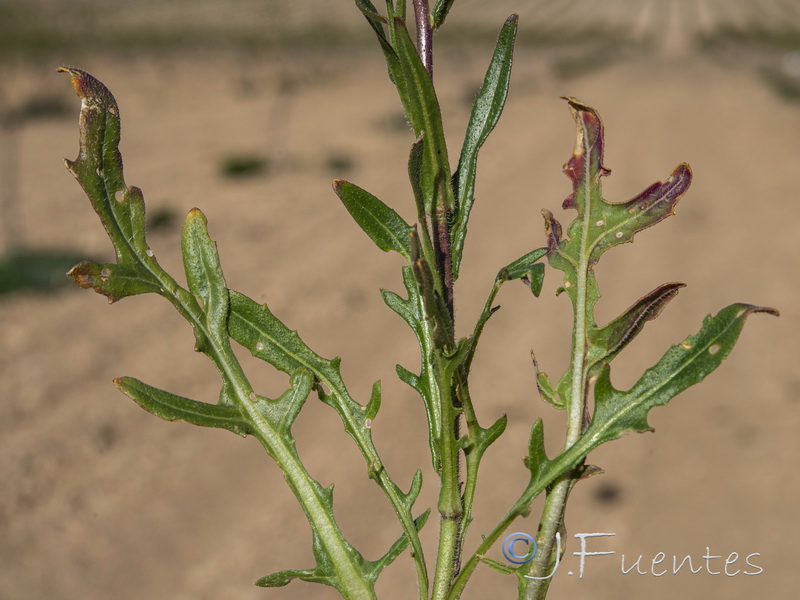 Biscutella auriculata.30