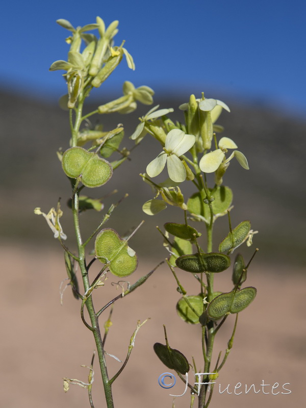 Biscutella auriculata.31
