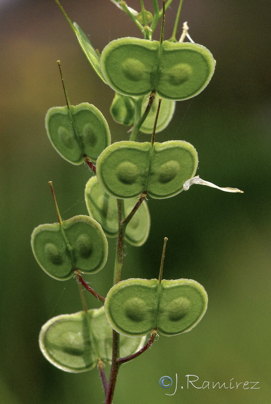 Biscutella auriculata.19