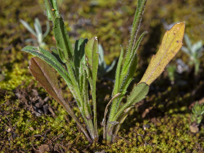 Biscutella auriculata.33