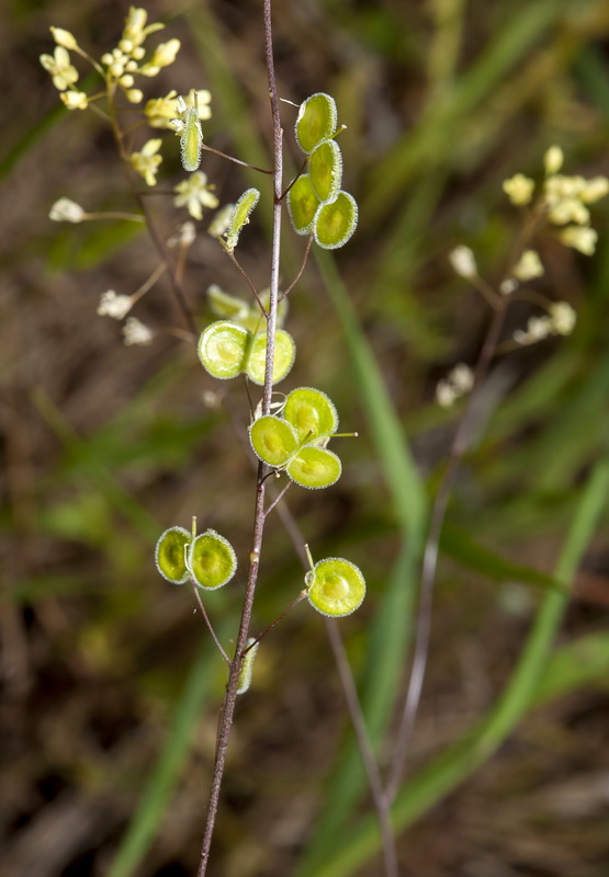 Biscutella baetica.02