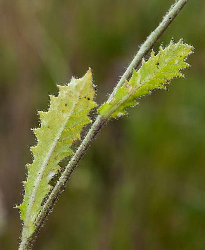 Biscutella baetica.03