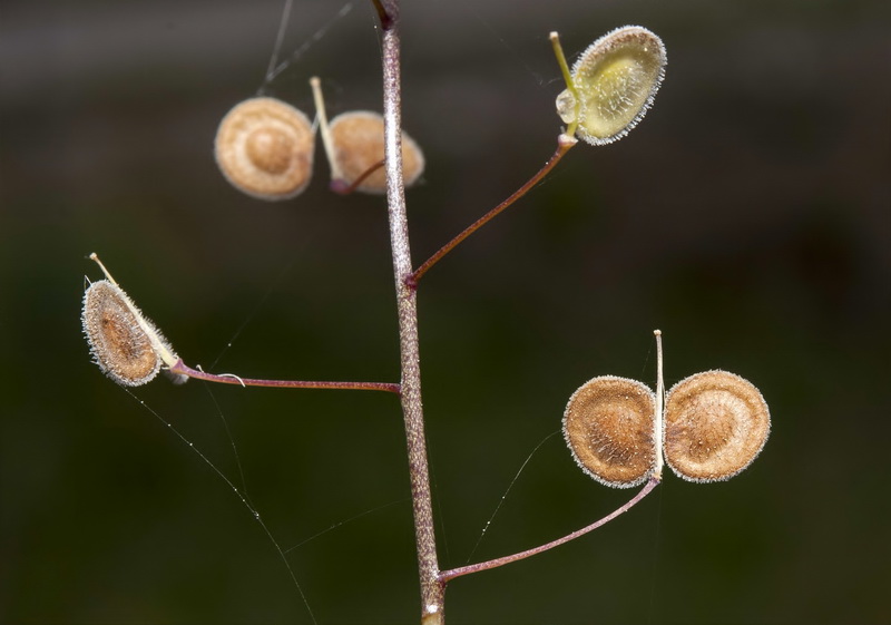 Biscutella baetica.11