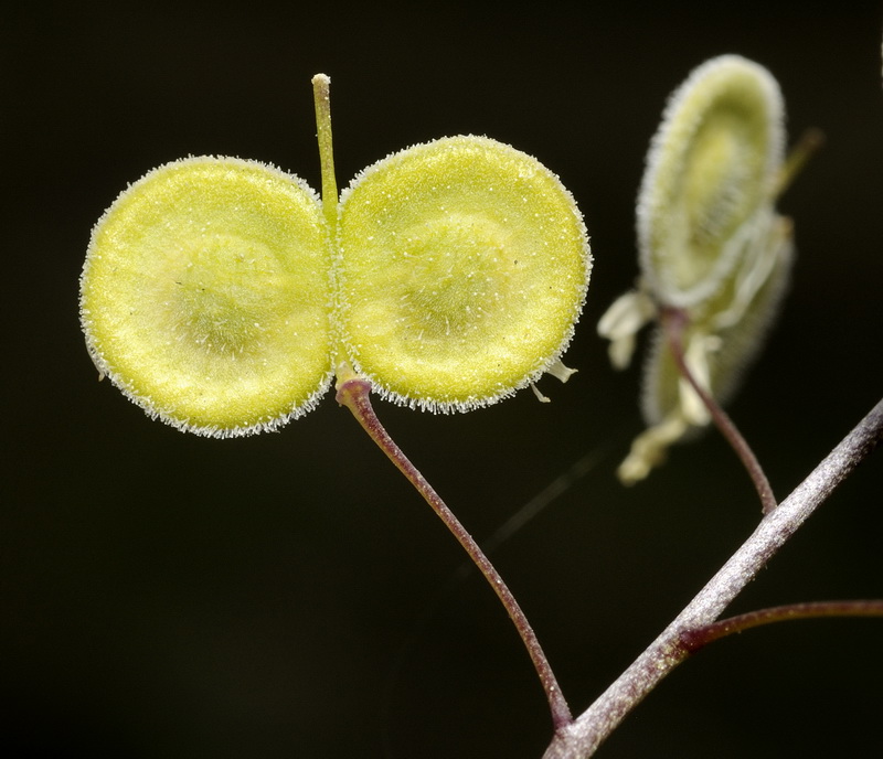 Biscutella baetica.13