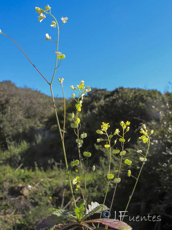 Biscutella baetica.14