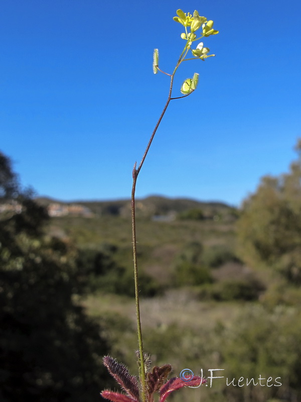 Biscutella baetica.15