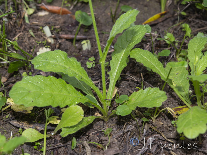 Biscutella baetica.18