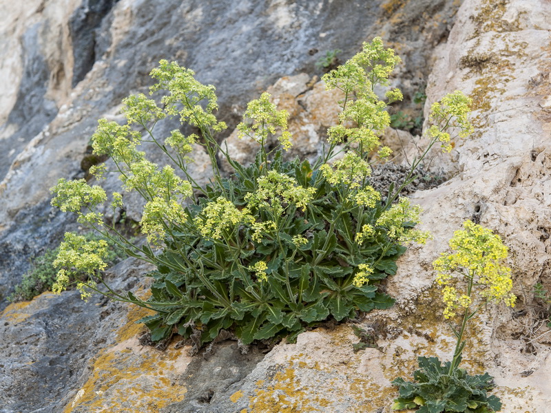 Biscutella frutescens.01