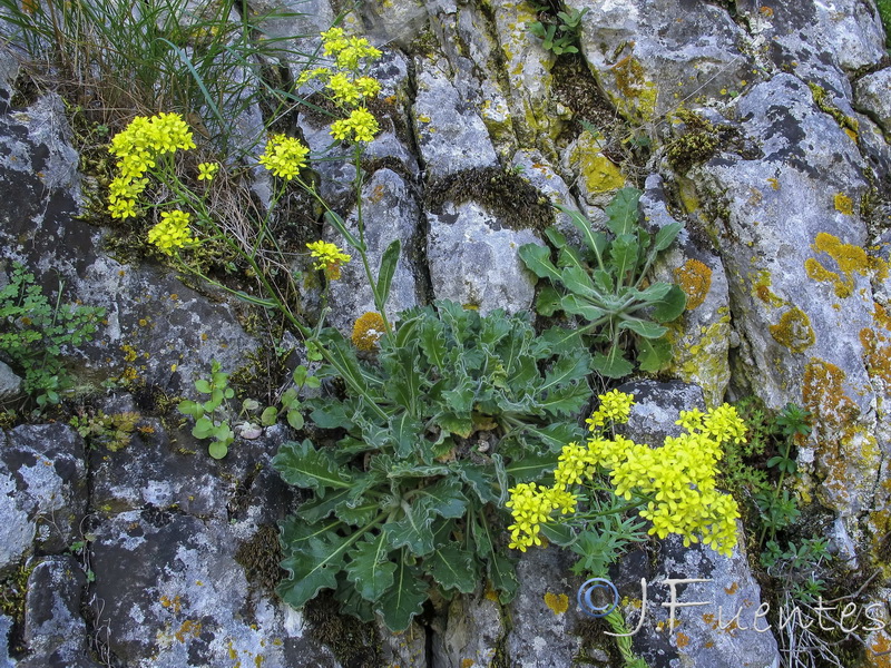 Biscutella frutescens.02