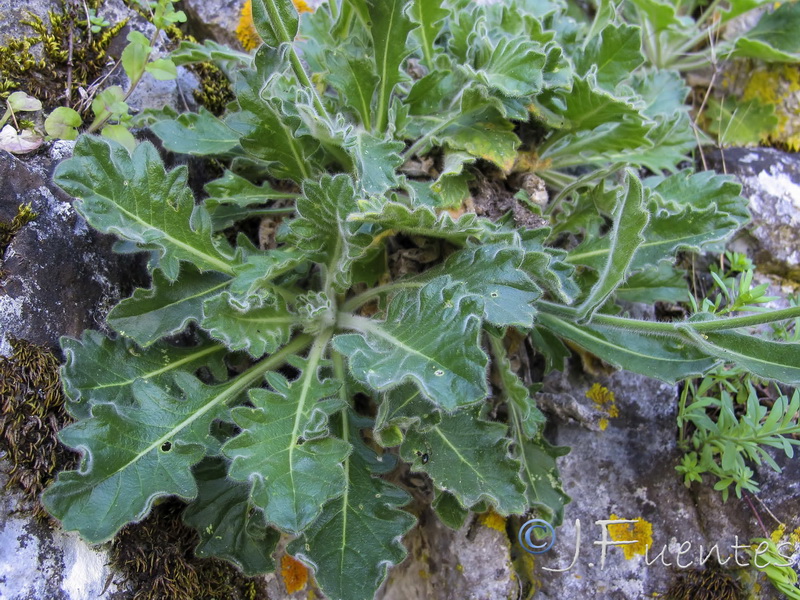 Biscutella frutescens.04