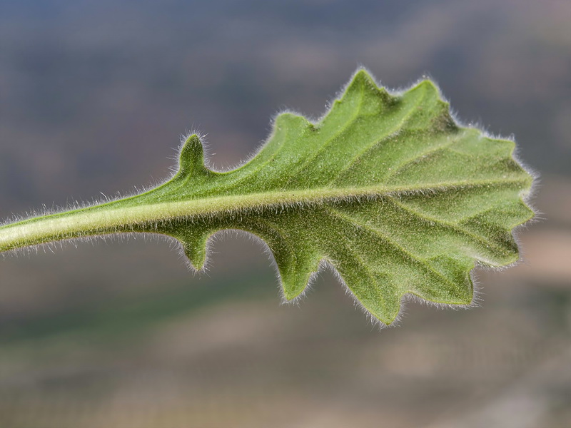 Biscutella frutescens.05