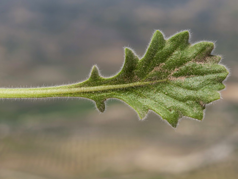 Biscutella frutescens.06