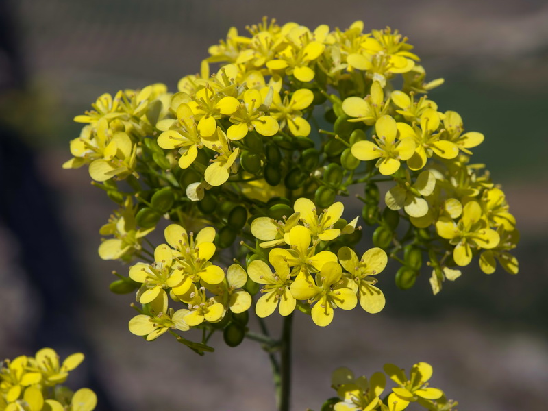 Biscutella frutescens.07