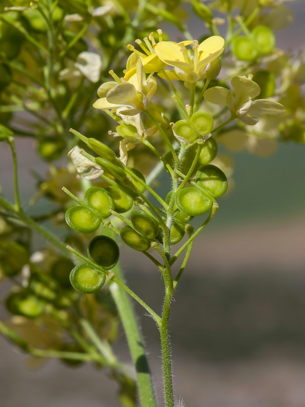 Biscutella frutescens.08
